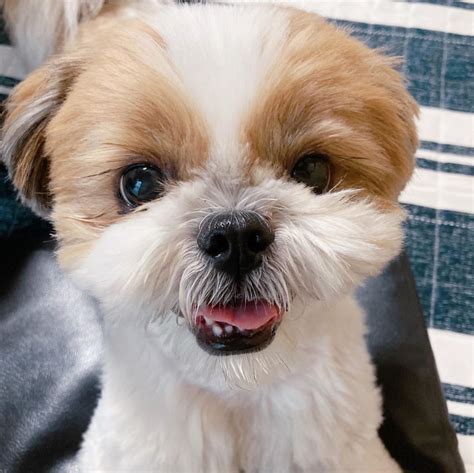 shih tzu puppies for sale in la|shih tzu breeders california.